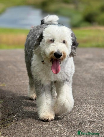 Old English Sheepdog dogs OLD ENGLISH SHEEPDOG for Stud KC Registered - Advert 1