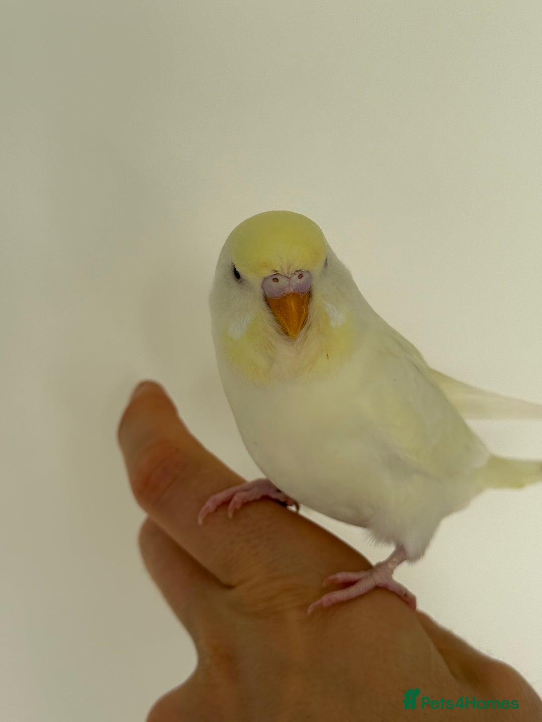 Budgerigars birds for sale: Young budgies happy&healthy in London - Image 7