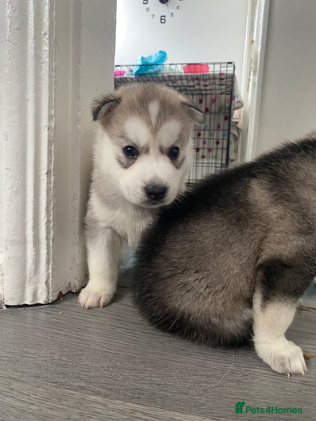 Siberian Husky dogs for sale: Full breed husky puppies - Image 4