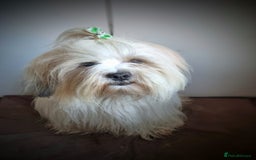 Lhasa Apso dogs for stud: Handsome Lhasa Apso stud (Proven) in Pontefract - Image 5