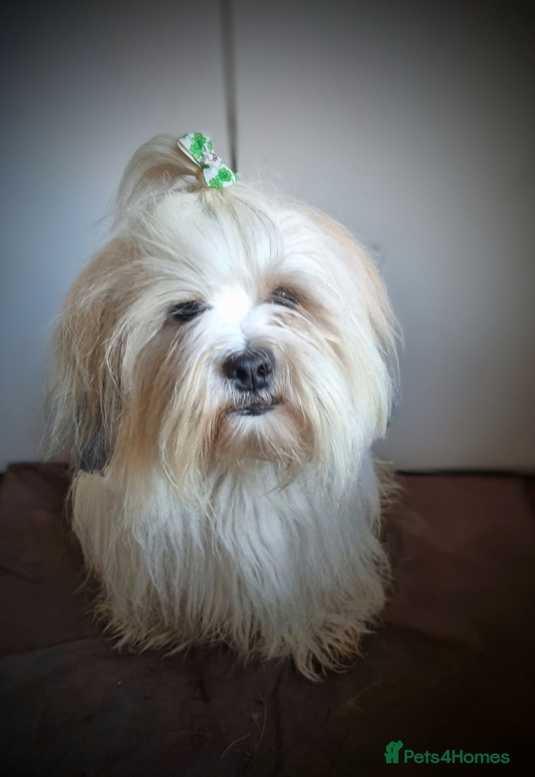 Lhasa Apso dogs for stud: Handsome Lhasa Apso stud (Proven) in Pontefract - Image 5