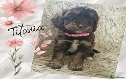 Cockapoo dogs for sale: 5*Licenced. DNA tested English cockerpoos. - Image 8