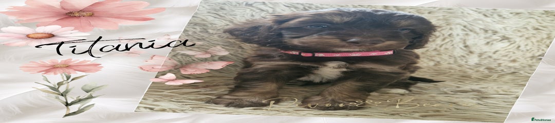 TITANIA- pink collar 