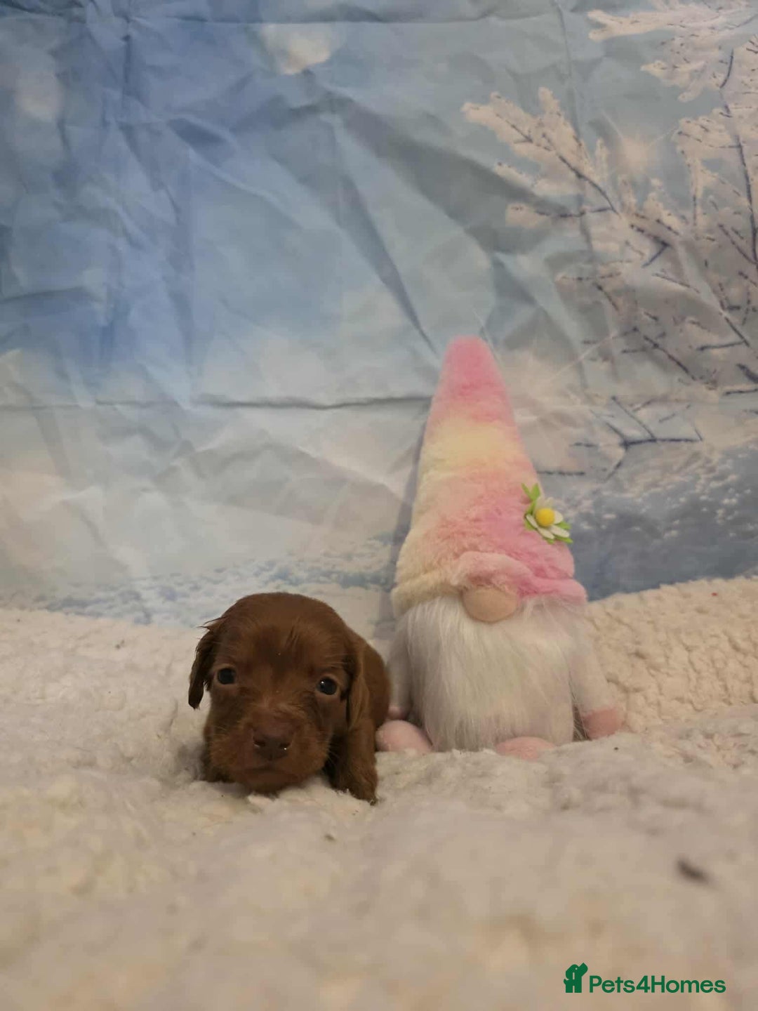 Irish Doodle dogs for sale: Stunning mahogany red Irish doodles READY NOW   - Advert 25