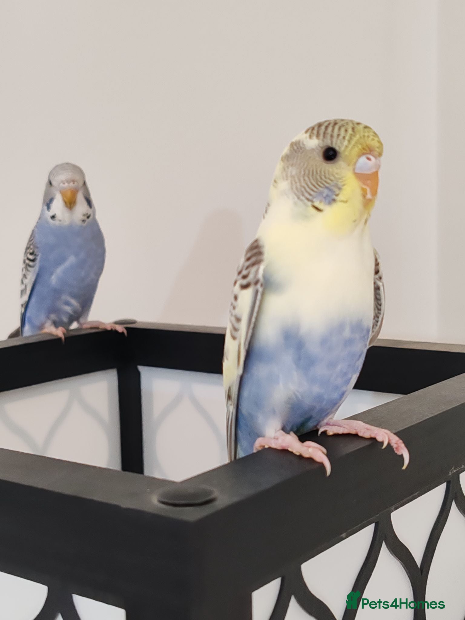 Budgerigars birds Budgies 16 weeks old - Advert 5