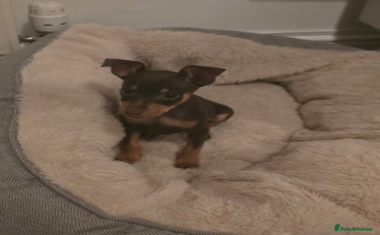 Miniature Pinscher dogs - Advert 6