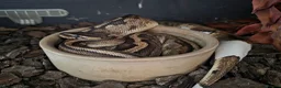Snake reptiles for sale: Royal Pythons, Boa, Olive python Hoggies, Tortoise in Andover - Advert 24