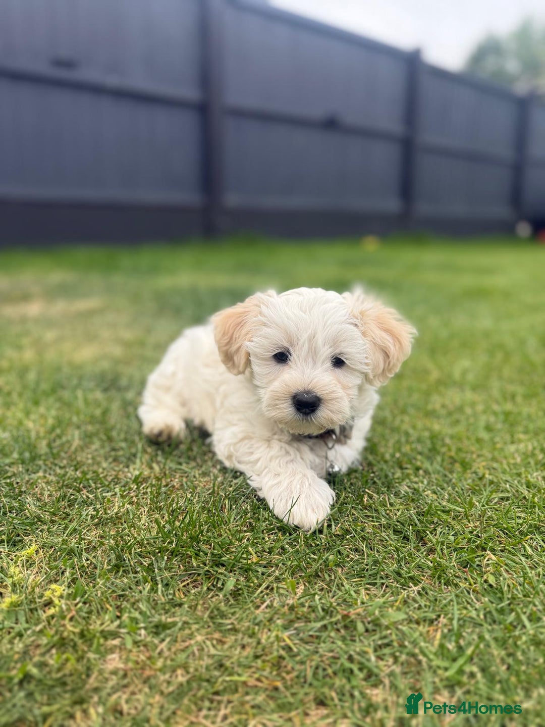 Maltipoo dogs for sale: Beautifull Maltipoo Last Boy left healthy check  - Image 6