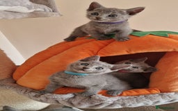 Russian Blue cats for sale: Pure Russian Blue kittens 💙  - Image 12