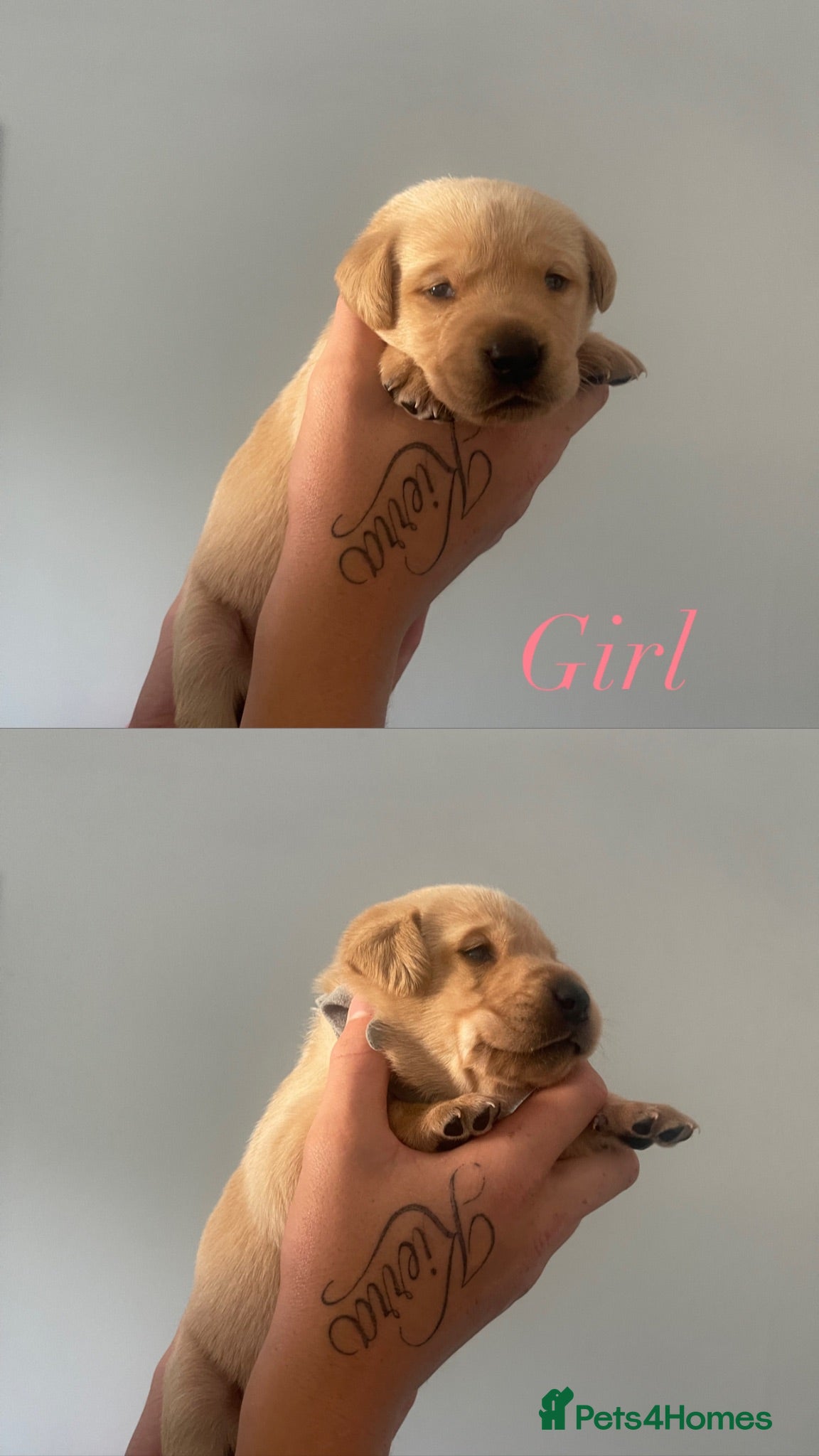 Labrador Retriever dogs Labrador retriever puppies - Advert 14