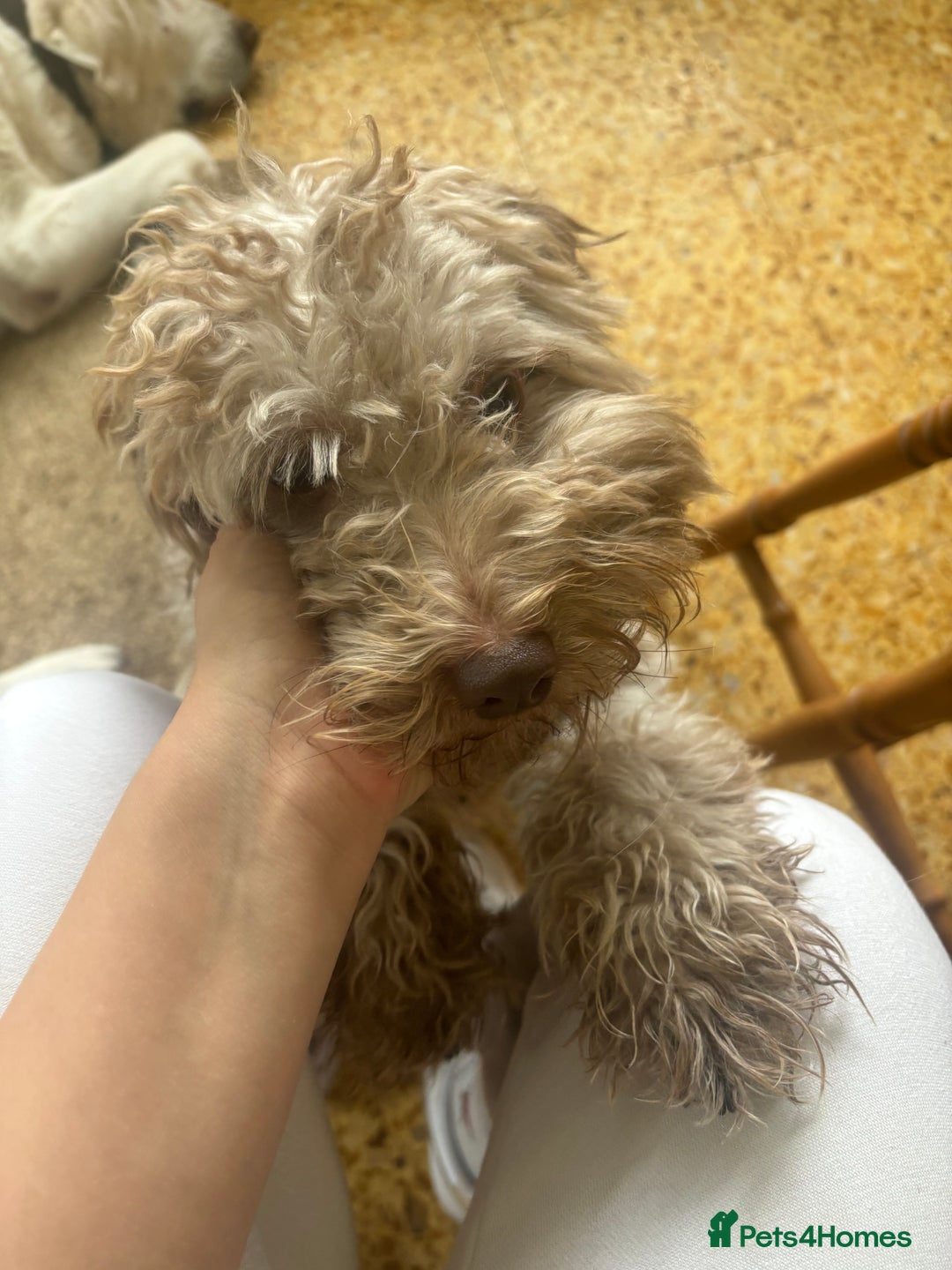 Mixed Breed dogs for sale: Archie - Image 2