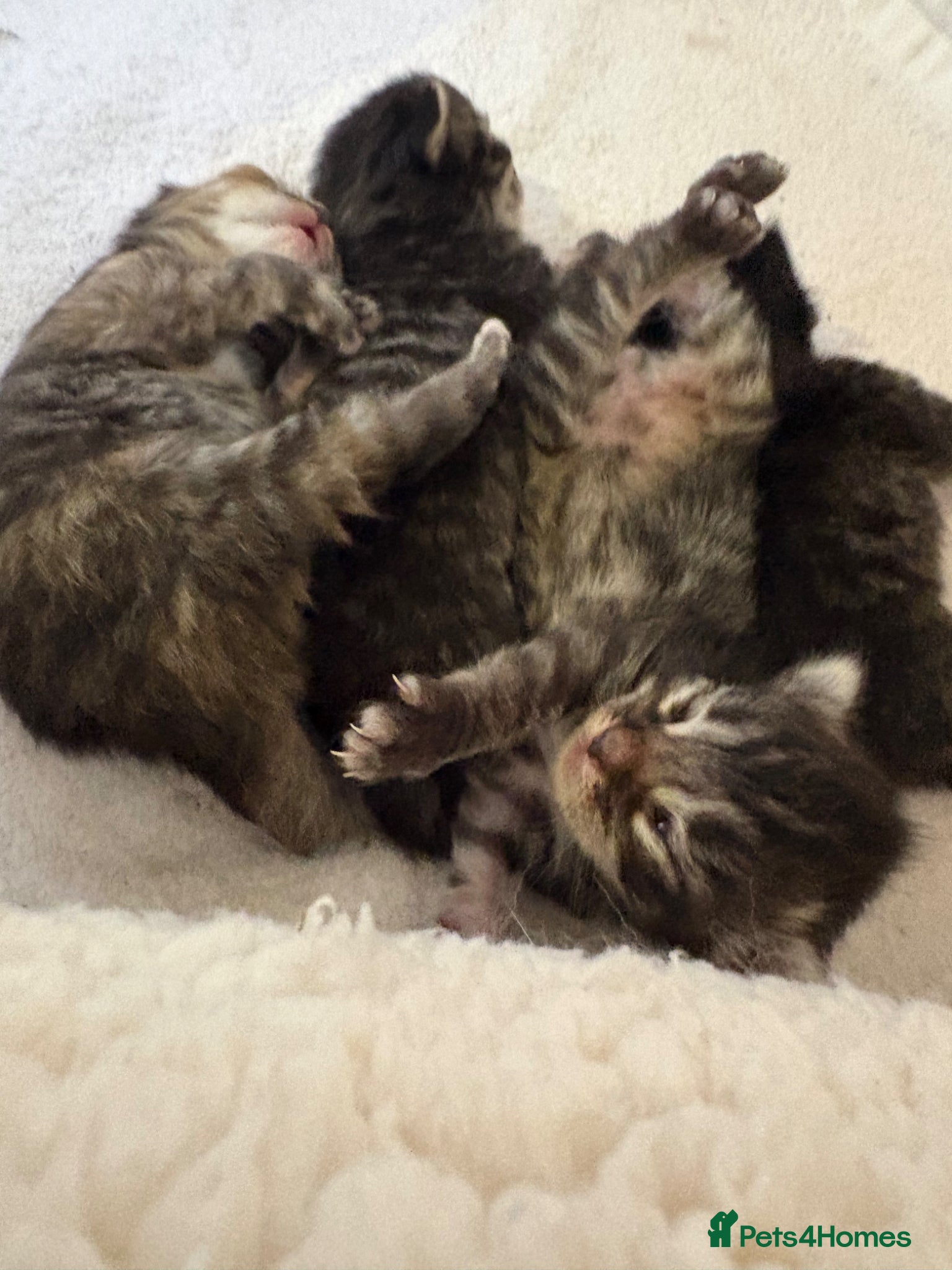 Ragcoon Kitten 1