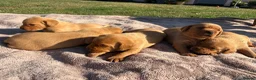 Labrador Retriever dogs for sale: Gorgeous Fox Red Labrador Puppies - KC Reg. - Advert 5