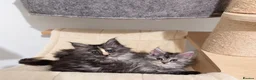 Maine Coon cats for sale: Beautiful Maine coon kittens  - Advert 5