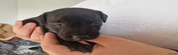 Patterdale Terrier dogs for sale: 1 left - Working Patty Pup - Advert 23