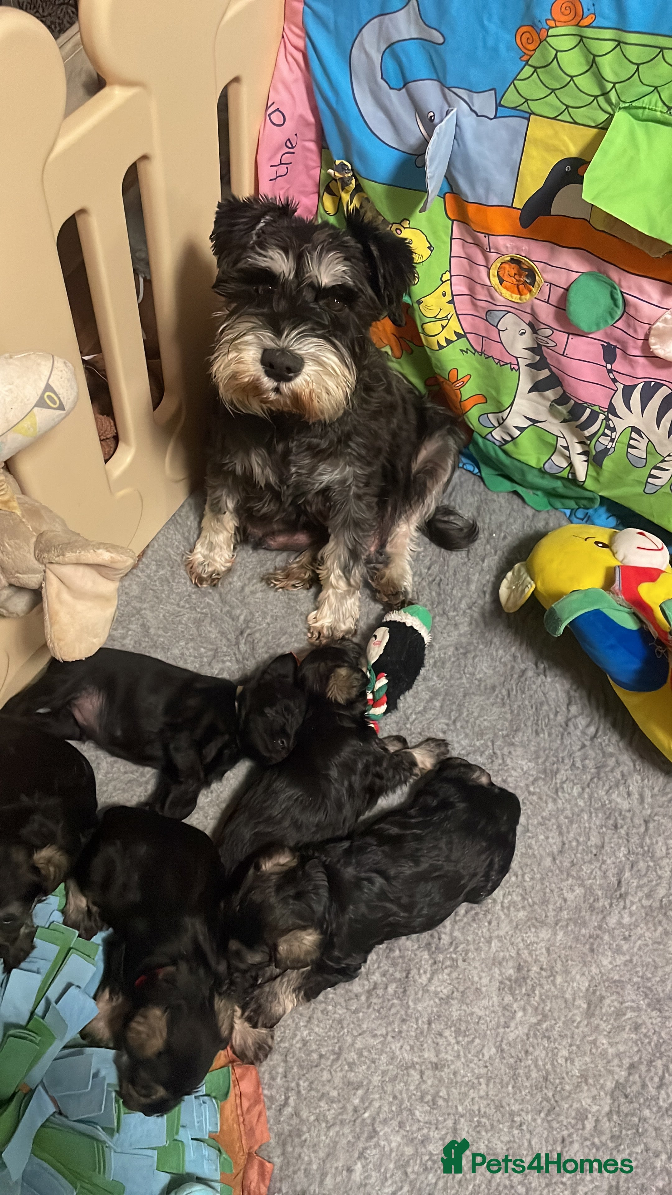 Miniature Schnauzer dogs Health tested puppies for sale - Advert 13