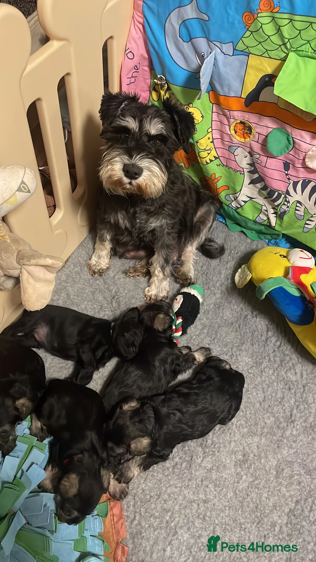 Miniature Schnauzer dogs for sale: Health tested puppies for sale - Advert 1
