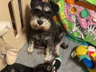 Miniature Schnauzer dogs Health tested puppies for sale - Advert 5