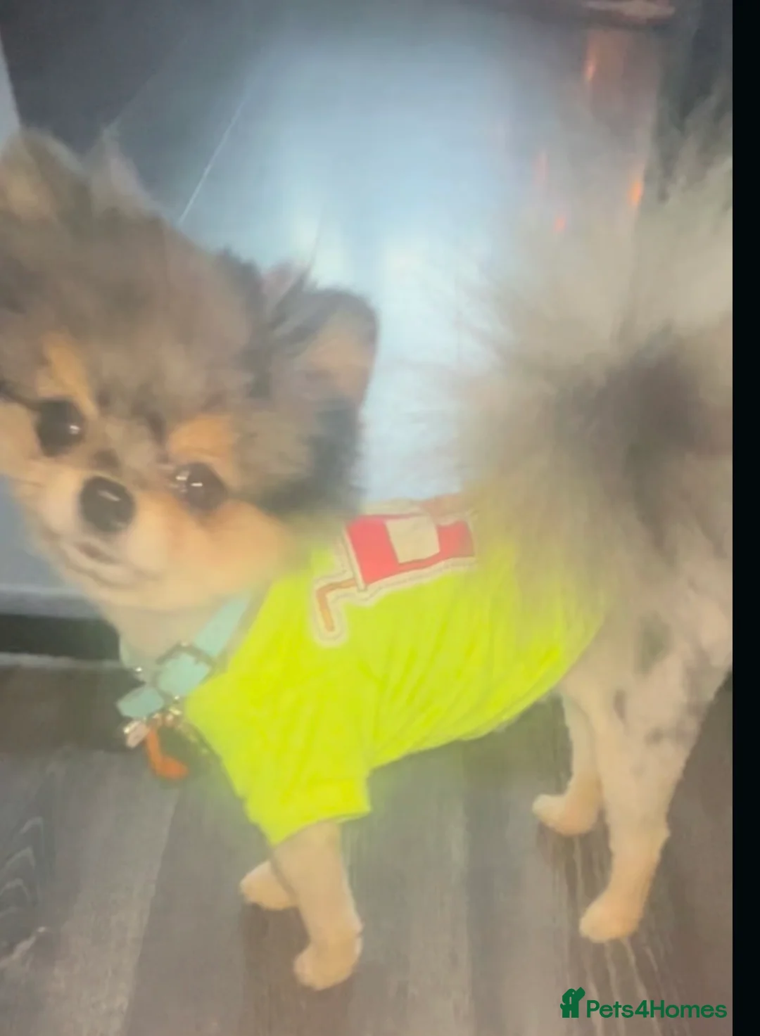 Pomeranian dogs for stud: 💙✨BLUE EYES & Hazel 👀 Poms 🐶EXPERIENCED STUDS🏆 in Bedford - Advert 23