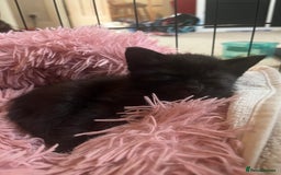 Mixed Breed cats for sale: Ragdoll mixed breed kittens  - Image 8