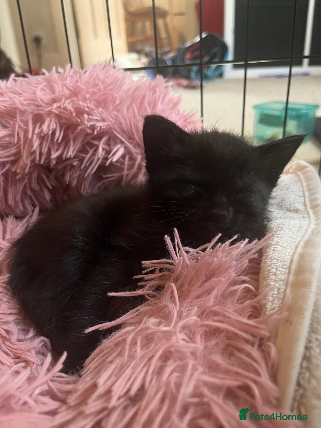 Mixed Breed cats for sale: Ragdoll mixed breed kittens  - Image 8
