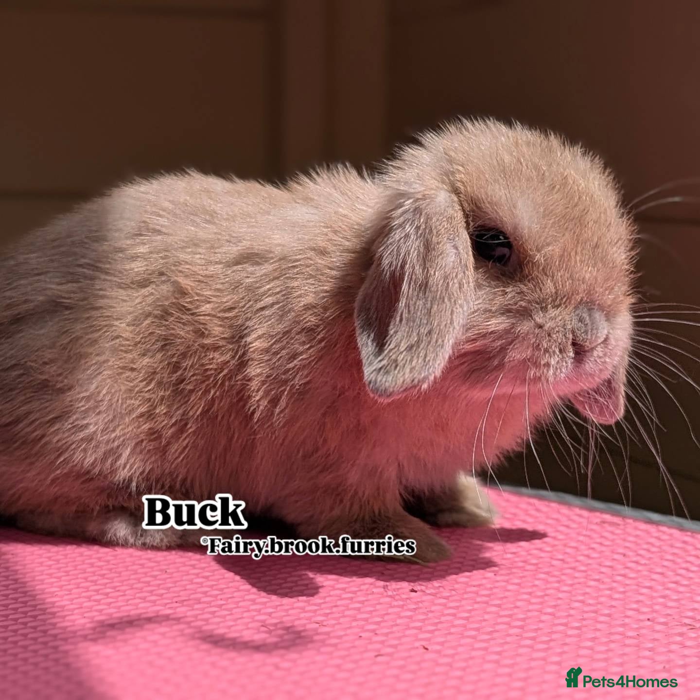 Mini Lop rabbits Mini lops shoe lines - Advert 1
