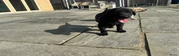 Labrador Retriever dogs for sale: KC Registered Working Labrador Pups  - Advert 19