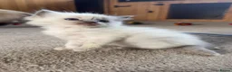 Ragdoll cats for sale: Gorgeous ragdoll babies  - Advert 13