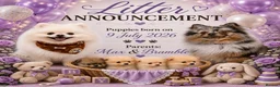 Pomeranian dogs for sale: 2 little girls - Advert 11