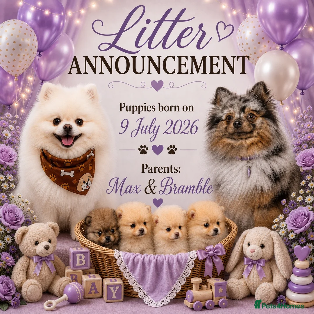 Pomeranian dogs for sale: 2 little girls - Advert 11