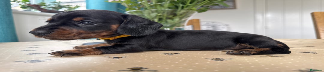 Miniature Dachshund Puppy 6