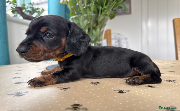 Miniature Dachshund dogs - Advert 2