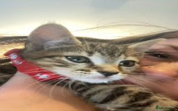 Bengal cats for sale: beautiful bengal kitten  - Image 15
