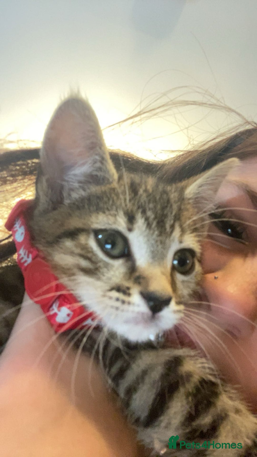 Bengal cats for sale: beautiful bengal kitten  - Image 15