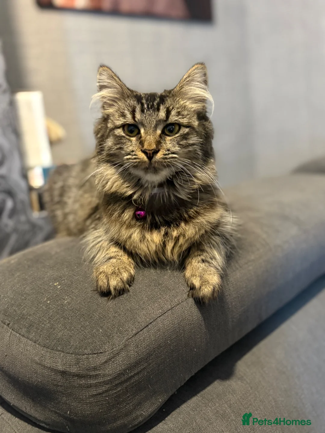 Mixed Breed cats for sale: Last male kitten available out of litter of 4  - Advert 1