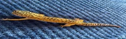 Leopard Gecko reptiles for sale: Leopard Gecko  - Advert 2