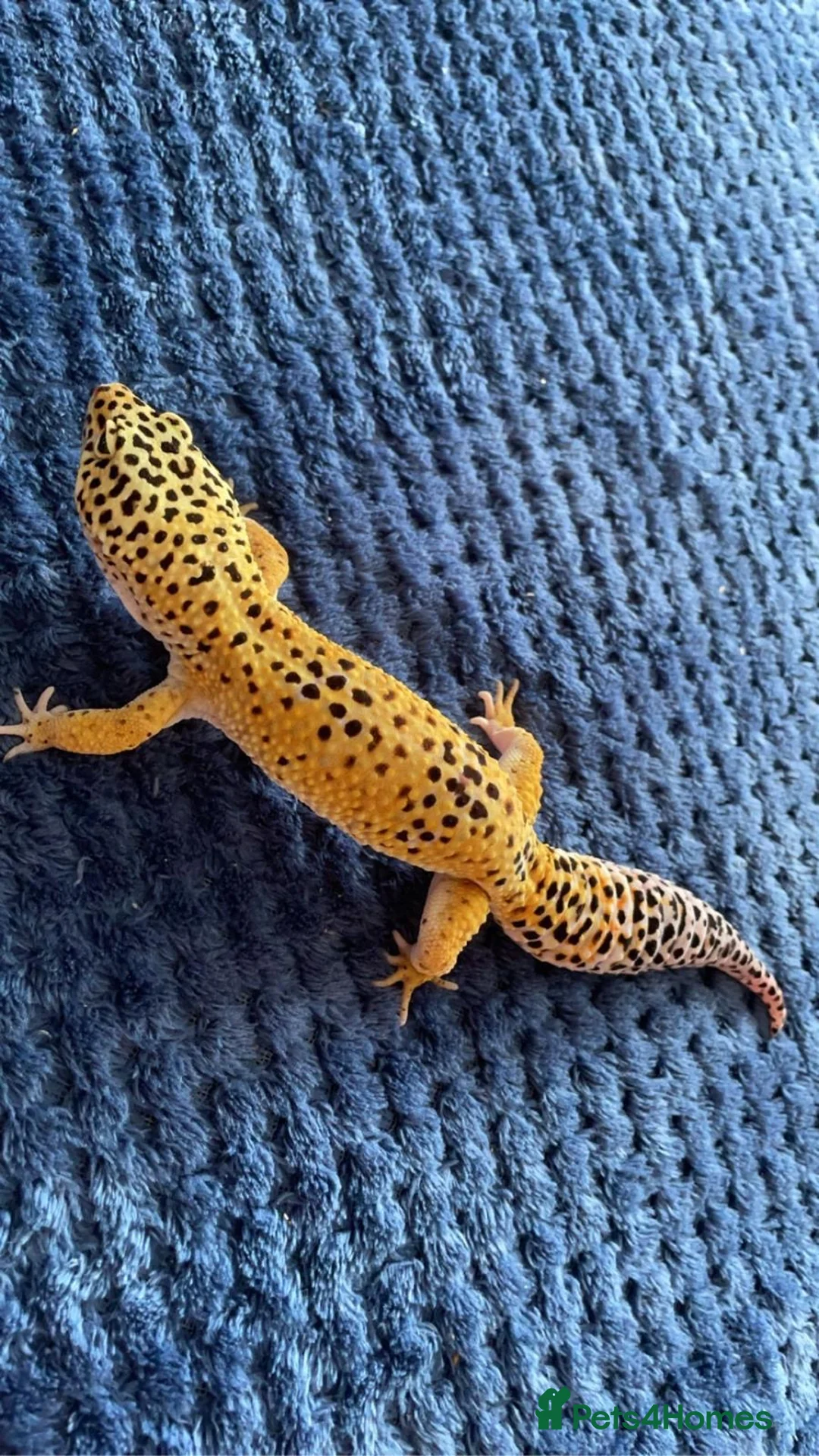 Leopard Gecko reptiles for sale: Leopard Gecko  - Advert 2