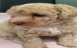 Maltipoo dogs for sale: Beautiful maltipoo puppies - Image 17