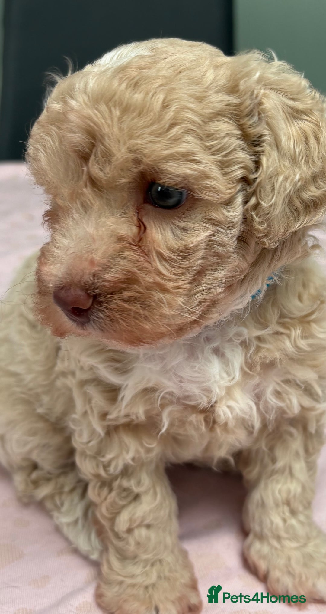 Maltipoo dogs for sale: Beautiful maltipoo puppies - Image 17