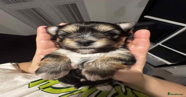 Morkie dogs - Advert 5