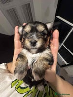 Morkie dogs - Advert 3