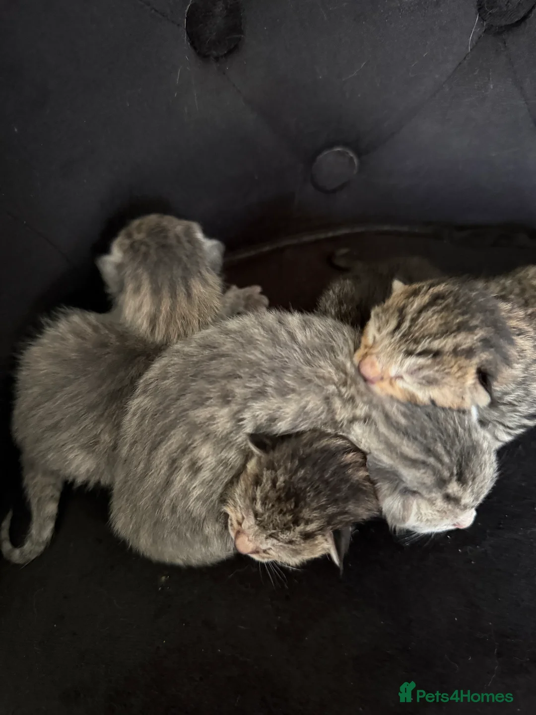 Savannah cats for sale: Striking savannah kittens silver & black/gold - Advert 18