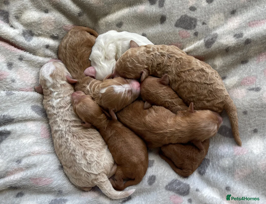 Mixed Breed dogs for sale: Australian Labradoodle Puppies for Sale - Advert 10