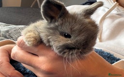 Mini Lop rabbits for sale: Pure Bred Mini Lop babies - Advert 8