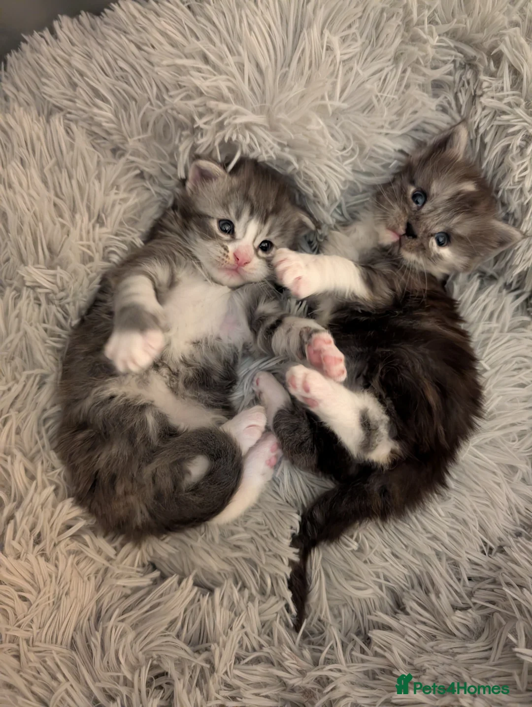 Maine Coon cats for stud: Dual registered Champion winner Maine coon stud in Manningtree - Advert 24