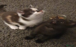 British Shorthair cats for sale: Two beautiful kittens ready for new home - Advert 1