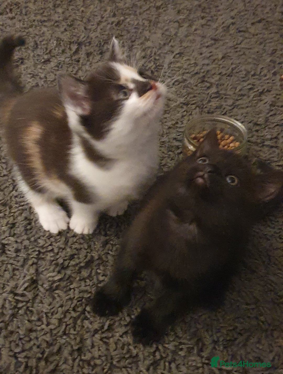 British Shorthair cats for sale: Two beautiful kittens ready for new home - Advert 1