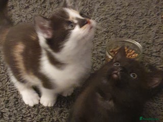 British Shorthair cats Two beautiful kittens ready for new home - Advert 6