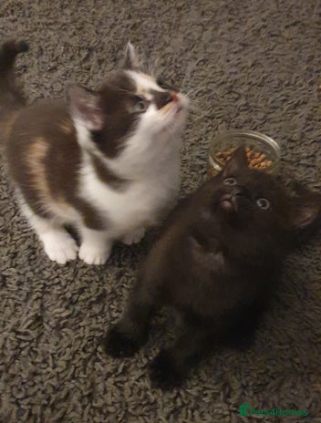 British Shorthair cats Two beautiful kittens ready for new home - Advert 1