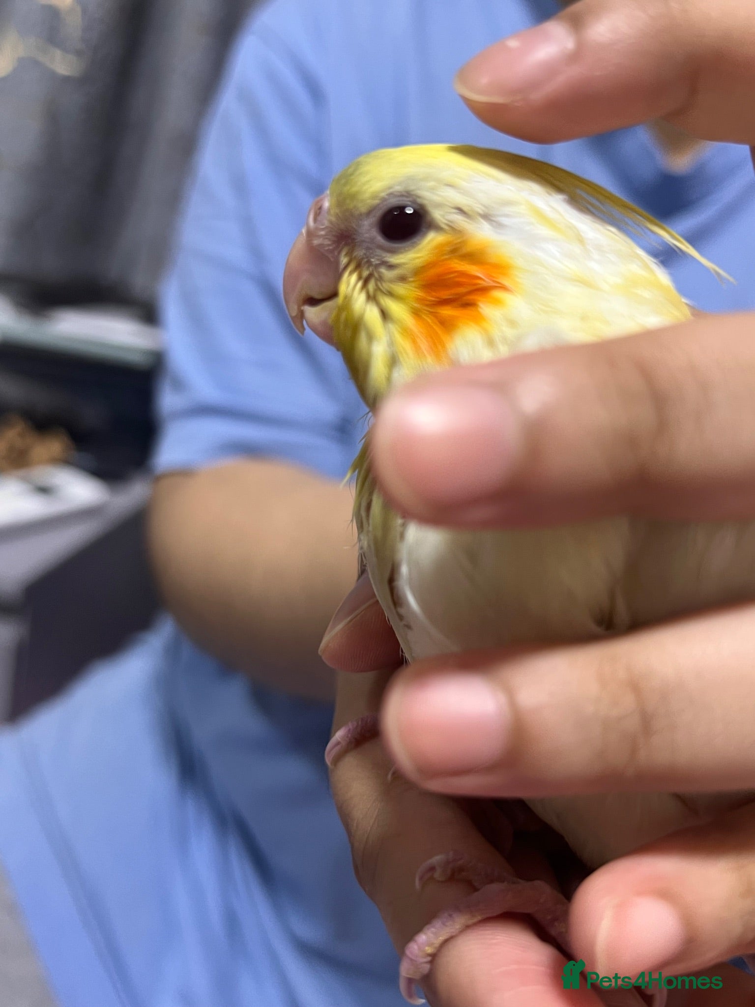 Cockatiels birds Baby tamed Cockateil  - Advert 3